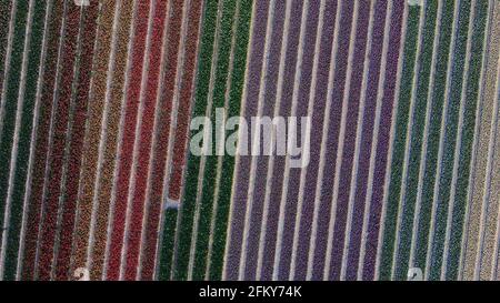 Luftaufnahme des Tulpenfeldes in Vogelenzang, Nordholland, Niederlande Stockfoto