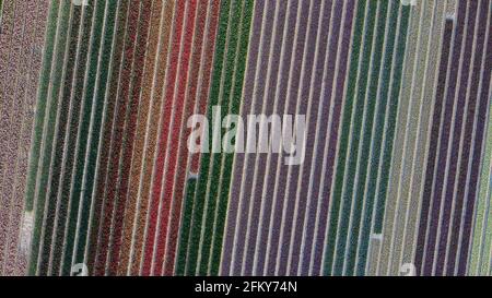 Luftaufnahme des Tulpenfeldes in Vogelenzang, Nordholland, Niederlande Stockfoto