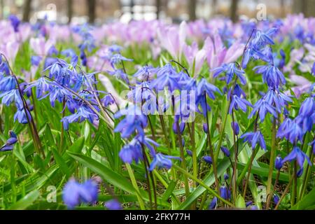 Nahaufnahme der ersten Frühlingsblumen scilla und Krokusse im Frühlingspark. Stockfoto