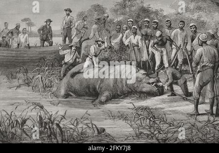 Geschichte Afrikas. 19. Jahrhundert. ... Wütend vor Freude überspannt Albert den Körper des Tieres. Er war einer der dänischen Besatzungen des whalers Albion, der zusammen mit den Schotten den Kadaver eines Nilpferdes an den Strand schleppte, um ihn zu zerteilen und das Fleisch zu nutzen. Gravur. El Congo y la Creacion del Estado Independiente de este nombre. Historia de los trabajos y Exploraciones Verificados (der Kongo und die Gründung seines Freistaates. A Story of Work and Exploration), von Henry M. Stanley. Herausgegeben in Barcelona, um 1890. Spanien. Stockfoto