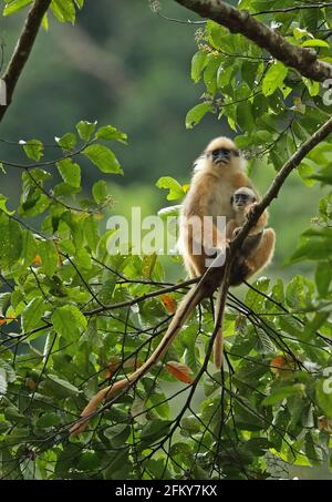 Sumatran Langur (Presbytis melalophos), erwachsenes Weibchen mit Baby (von Form fluviatilis), Kerinci Seblat NP, Sumatra, Indonesien Juni Stockfoto