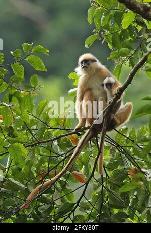 Sumatran Langur (Presbytis melalophos), erwachsenes Weibchen mit Baby (von Form fluviatilis), Kerinci Seblat NP, Sumatra, Indonesien Juni Stockfoto