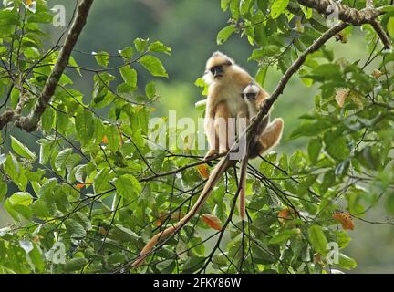 Sumatran Langur (Presbytis melalophos), erwachsenes Weibchen mit Baby (von Form fluviatilis), Kerinci Seblat NP, Sumatra, Indonesien Juni Stockfoto