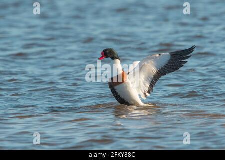 Gemeiner Entenbauch (Tadorna tadorna) Männchen flattern mit Flügeln nach einem Bad in einem see Stockfoto