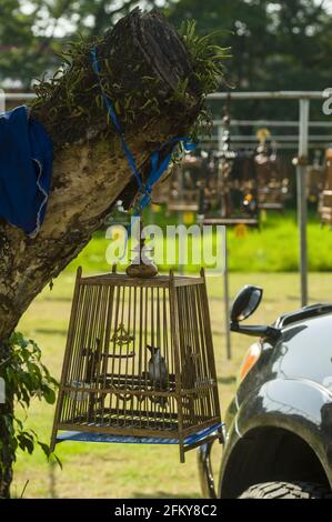 Pfeifender Vogelkäfig während eines Wettbewerbs in Kota Bharu in Malaysia Stockfoto