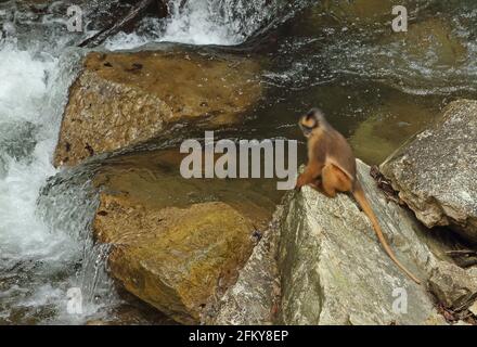 Sumatran Langur (Presbytis melalophos) Erwachsener, der auf Felsen am Fluss Kerinci Seblatt NP, Sumatra, Indonesien sitzt Juni Stockfoto