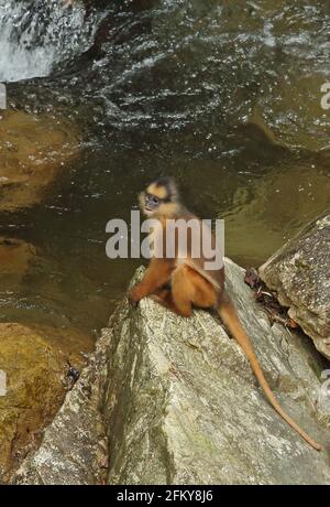 Sumatran Langur (Presbytis melalophos) Erwachsener, der auf Felsen am Fluss Kerinci Seblatt NP, Sumatra, Indonesien sitzt Juni Stockfoto