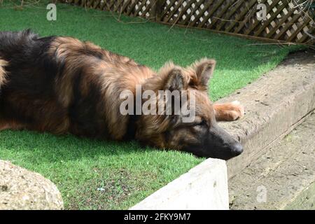 Deutscher Schäferhund (elsässischer) Hund liegt im Garten UK Stockfoto