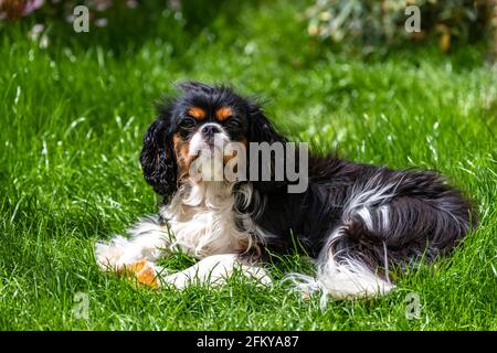 Ein Hund Kavalier König charles, ein niedlicher Welpe liegt im Garten Stockfoto