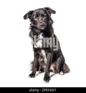 Schwarz sitzend, isoliert auf weiß Stockfoto