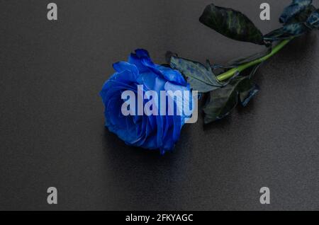 Eine schöne große blaue Rose auf dunklem, schwarzem Hintergrund Stockfoto