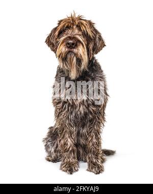 Scruffy Korthals Hund sitzt vor und schaut nach oben Stockfoto