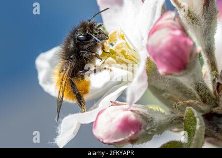 Eine gehörnte Maurerbiene (Osmia Cornuta) auf einer Apfelblüte Stockfoto