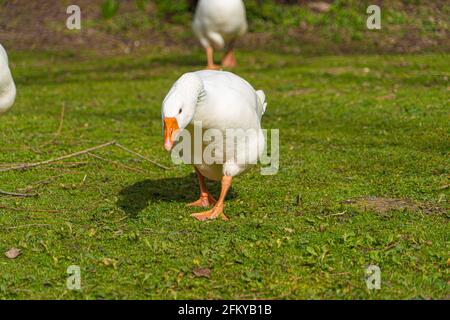 Nahaufnahme der Emden Emden-Gänse-Herde, die auf die Kamera zuläuft, mit orangefarbenem Schnabel und blauem Auge Stockfoto