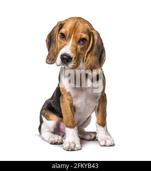 Junger Welpe drei Monate alt Beagles Hund sitzend, isoliert Stockfoto