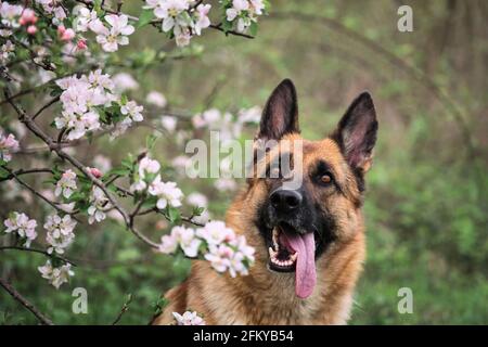 Deutscher Schäferhund schwarz und rot Farbe und blühenden Gärten. Portrait des Haushundes in luxuriösen weißen und rosa Blüten, die im Frühjahr auf Fruit tre blühen Stockfoto