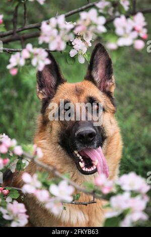 Deutscher Schäferhund schwarz und rot Farbe und blühenden Gärten. Portrait des Haushundes in luxuriösen weißen und rosa Blüten, die im Frühjahr auf Fruit tre blühen Stockfoto