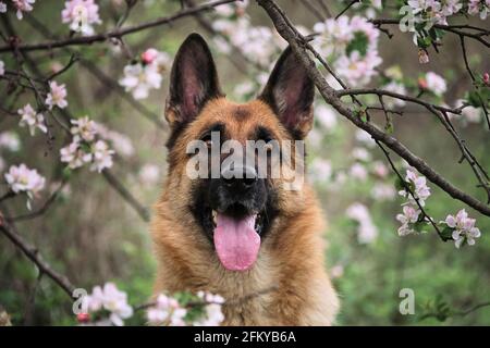 Deutscher Schäferhund schwarz und rot Farbe und blühenden Gärten. Portrait des Haushundes in luxuriösen weißen und rosa Blüten, die im Frühjahr auf Fruit tre blühen Stockfoto