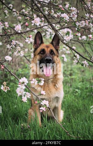 Deutscher Schäferhund schwarz und rot Farbe und blühenden Gärten. Portrait des Haushundes in luxuriösen weißen und rosa Blüten, die im Frühjahr auf Fruit tre blühen Stockfoto