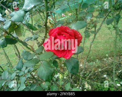 Rote Rose mit Regentropfen darauf Stockfoto