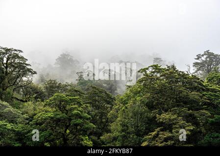 Ein neuer Morgen dämmert am Doutful Sound, Wolken hängen tief in den Bergen, Südinsel von Neuseeland Stockfoto