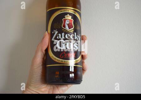 Polnisches Bier Zhatecky gus in einer weiblichen Hand. Stockfoto