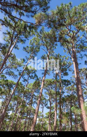 South Florida / Southern Slash Pine Trees (Pinus iottii) in Caloosa Park, Boynton Beach, Palm Beach County, Florida. Stockfoto