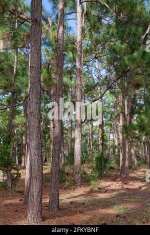 South Florida / Southern Slash Pine Trees (Pinus iottii) in Caloosa Park, Boynton Beach, Palm Beach County, Florida. Stockfoto