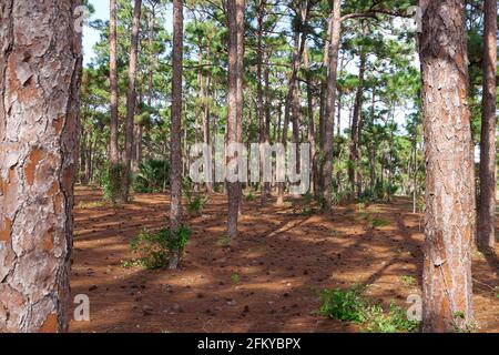 South Florida / Southern Slash Pine Trees (Pinus iottii) in Caloosa Park, Boynton Beach, Palm Beach County, Florida. Stockfoto