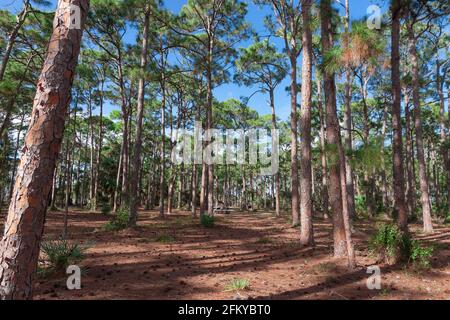 South Florida / Southern Slash Pine Trees (Pinus iottii) in Caloosa Park, Boynton Beach, Palm Beach County, Florida. Stockfoto