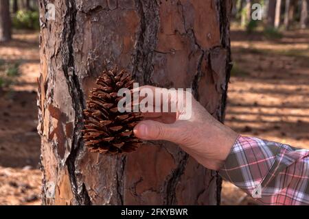 Hand hält einen South Florida/Southern Slash Pine Cone vor der Rinde des Baumes. Stockfoto