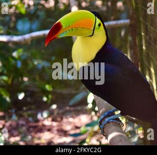 Ein wunderschöner Kielschnabel-Tukan, der Nationalvogel von Belize. Stockfoto