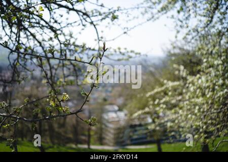 Im Frühjahr sprießende Knospen auf alten Bäumen - alles beginnt Zum Blühen Stockfoto