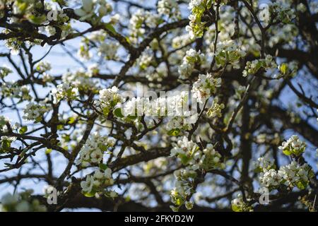 Im Frühjahr sprießende Knospen auf alten Bäumen - alles beginnt Zum Blühen Stockfoto