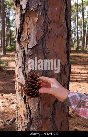 Hand hält einen South Florida/Southern Slash Pine Cone vor der Rinde des Baumes. Stockfoto