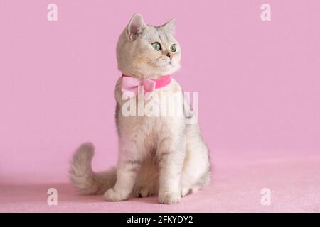 Schöne weiße britische Katze in rosa Fliege, sitzt auf einem rosa Hintergrund, sieht seitwärts Stockfoto