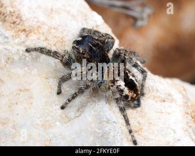 Nahaufnahme einer kleinen Spinne auf einem Berg in Griechenland im Frühjahr, Makrofoto Stockfoto