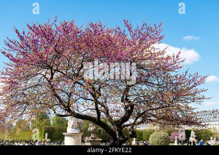 Blühender Judas-Baum im Tuilerien-Garten - Paris, Frankreich. Stockfoto