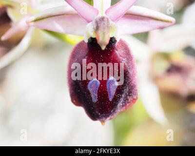 Detail einer kleinen Blume auf einem Berg im Frühling in Griechenland, Makroaufnahme Stockfoto