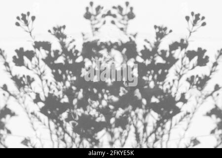 Schatten von Blumen an der weißen Wand Stockfoto