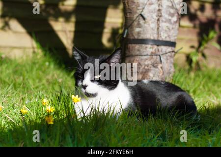 Eine männliche schwarz-weiße britische Kurzhaarkatze (Felis catus) Chillen im Garten Stockfoto