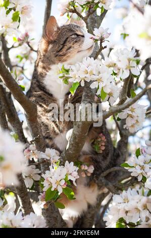 Eine kurzhaarige gestromte Katze (Felis catus) Sitzen auf einem blühenden Apfelbaum (Malus domestica) Stockfoto