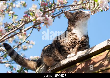 Eine kurzhaarige gestromte Katze (Felis catus) Auf einem Holzzaun neben einem blühenden Apfel sitzend Baum (Malus domestica) Stockfoto