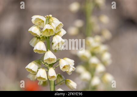 Nahaufnahme einer Perserlilie (fitillarai persica) Blühende Pflanze Stockfoto