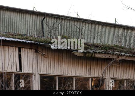 Moos, Gras und kleine Bäume wachsen auf dem Dach eines alten Industriegebäudes Stockfoto