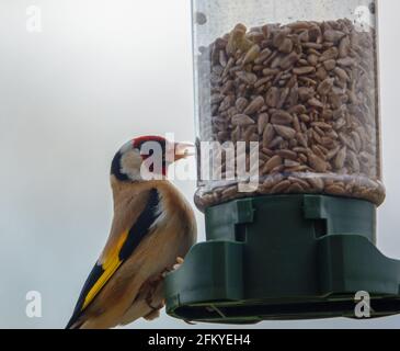 Nahaufnahme eines Goldfinkens, der auf dem Vogel speist Feeder Sonnenblume Herz Samen Stockfoto