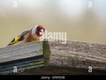 Nahaufnahme eines Goldfinkens, der auf dem Vogel speist Feeder Sonnenblume Herz Samen Stockfoto