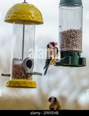 Ein Paar Goldfinken, die auf Sonnenblumenkernen essen Stockfoto
