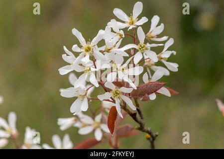 Nahaufnahme von blühenden Blüten der glatten Dienstbeere (amelanchier laevis) Stockfoto