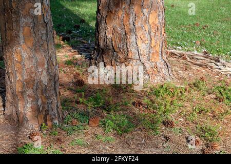 Südflorida / Southern Slash Pine Tree (Pinus eliottii) Bodenabdeckung. Stockfoto